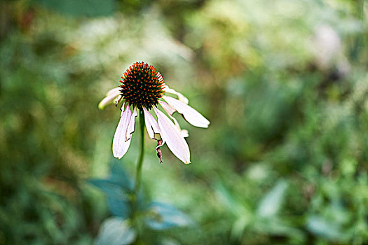 紫锥菊