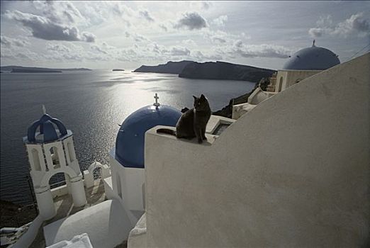 家猫,墙壁,圣托里尼岛,希腊