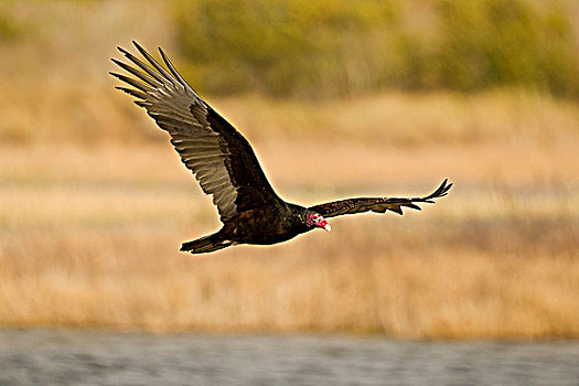 美洲鹫,红头美洲鹫,飞行