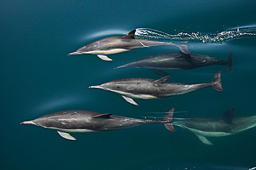常见海豚,真海豚,峡岛,加利福尼亚