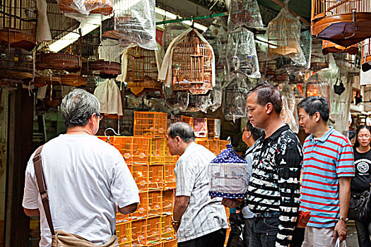 鸟,爱人,店,街道,市场,香港
