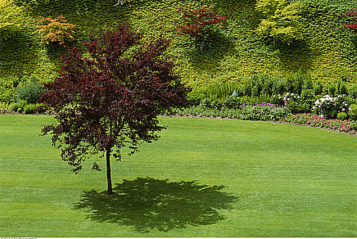 树,植物园,宝翠花园,维多利亚,不列颠哥伦比亚省