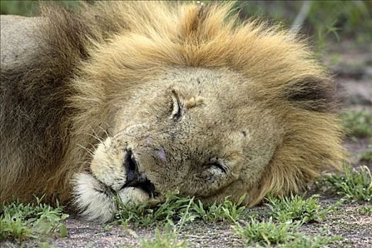 狮子,豹,成年,雄性,睡觉,肖像,南非
