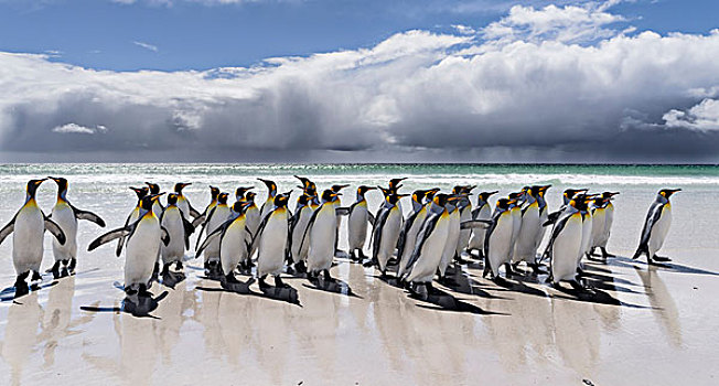 帝企鹅,福克兰群岛,南大西洋,群,企鹅,沙滩,风暴,雷暴,云,背景,大幅,尺寸