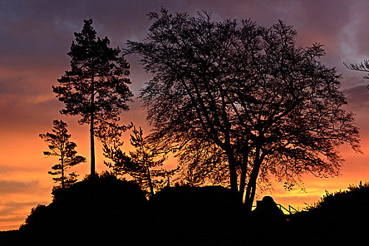 树,日出,撒克逊瑞士,国家公园,萨克森,德国,欧洲