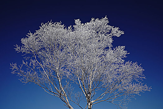 白色,落叶松属植物,蓝天