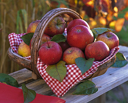 苹果树,红色,白色,厨布,设计,木篮