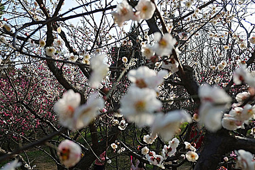 江苏,南京,中山陵,梅园,梅花山,兽道,梅花,老树,城市