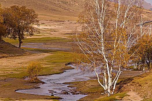 内蒙古,坝上,公主湖牛羊,秋天