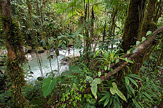 河,生态,厄瓜多尔
