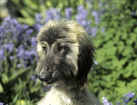 阿富汗猎犬