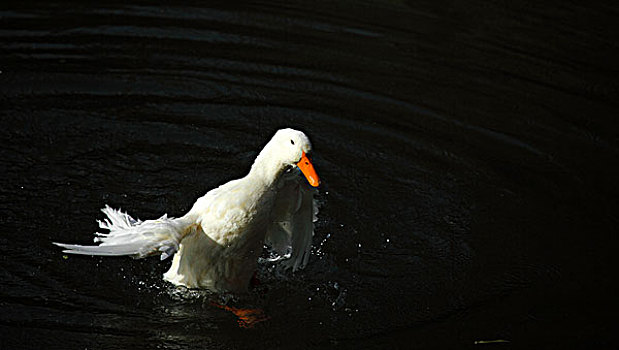 水中白鸭