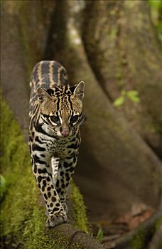 豹猫,虎猫,走,板状根,林中地面,亚马逊雨林,厄瓜多尔,南美