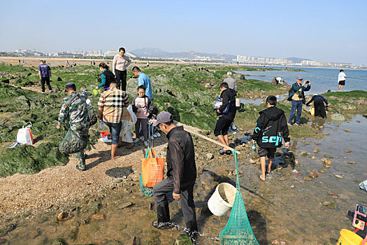 太公岛迎来天文大潮,市民登岛赶海拾贝