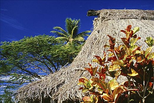 斐济,特写,屋顶,茅草屋顶,小屋,棕榈树,蓝天
