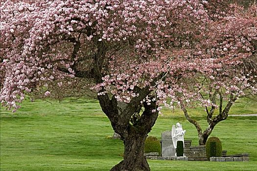 樱桃树,公园,华盛顿,美国