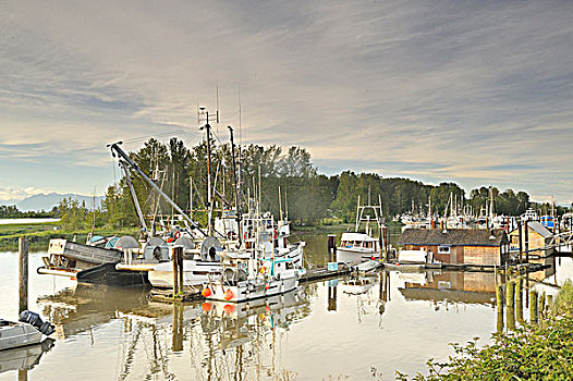 渔船,停泊,弗雷泽河,南,三角洲,不列颠哥伦比亚省,加拿大