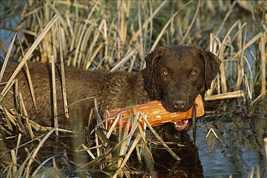 切萨皮克湾寻猎犬,狗,湿地,训练