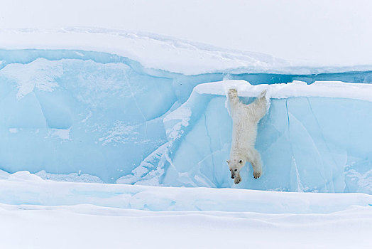 北极熊,跳跃,冰山,杂乱无章,巴芬岛,努纳武特,加拿大,北美