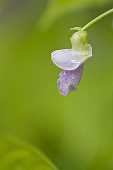 特写,紫色,香豌豆,花