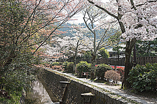 道路,哲学体系,东山,京都,日本