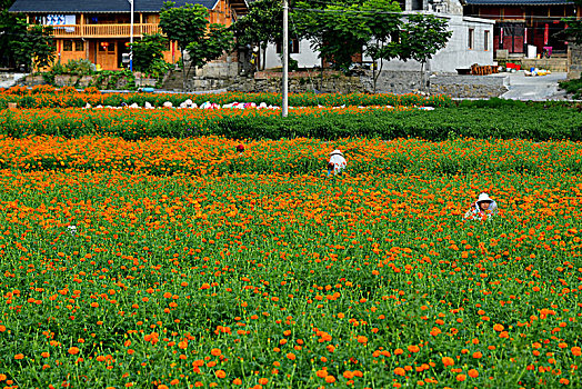 色素菊花丰收季,村民采摘忙