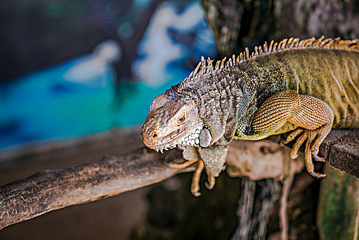 巴厘岛上的蜥蜴