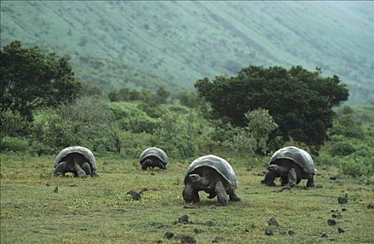 加拉帕戈斯巨龟,加拉帕戈斯象龟,大,火山口,地面,阿尔斯多火山,伊莎贝拉岛,加拉帕戈斯群岛,厄瓜多尔
