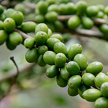 咖啡豆,枝条,庄园,洪都拉斯