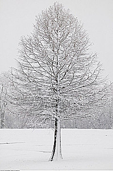 树,初雪