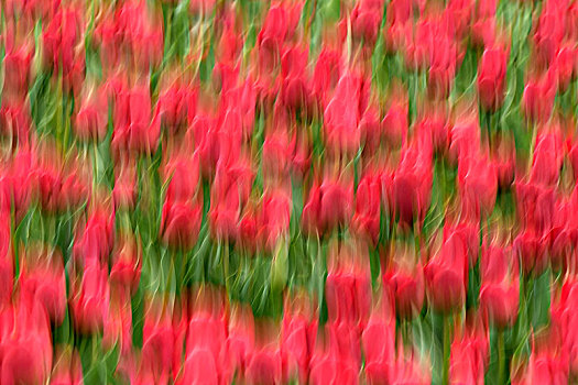 花圃,红色,郁金香,抽象,模糊,特塞尔,北荷兰,荷兰