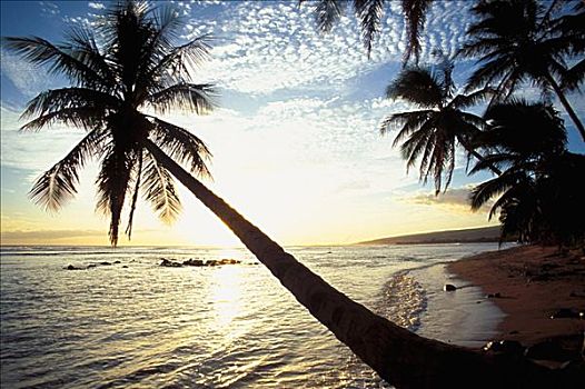 夏威夷,考艾岛,威美亚,隔绝,海滩,棕榈树,日落