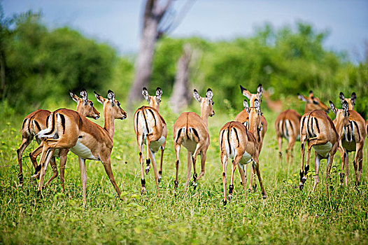 黑斑羚,乔贝国家公园,博茨瓦纳