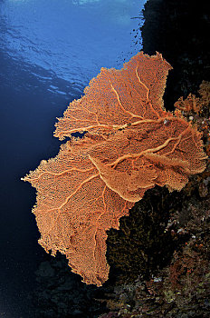 印度尼西亚,苏拉威西岛,海扇,珊瑚,水下景象