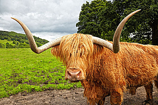 高原牛,草地,苏格兰