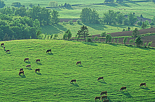 牛,放牧,爱德华王子岛,加拿大