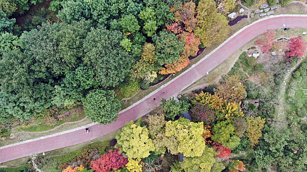 山东省日照市,航拍深秋时节的植物园,色彩斑斓景色迷人