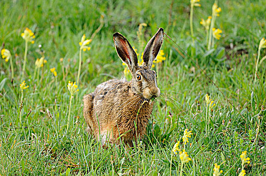 欧洲野兔,土地,黄花九轮草,巴伐利亚,德国