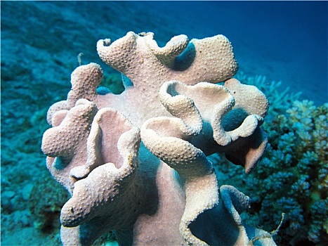 珊瑚礁,软珊瑚,仰视,热带,海洋,蓝色背景,水,背景