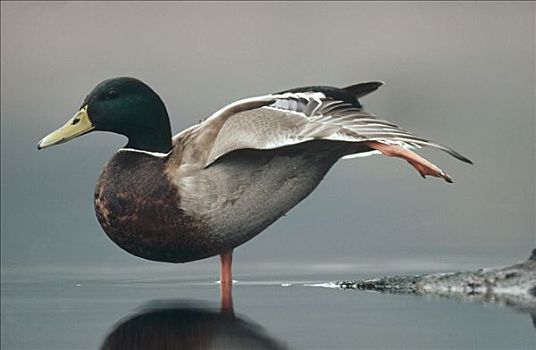 野鸭,绿头鸭,伸展,腿,温哥华岛,不列颠哥伦比亚省,加拿大