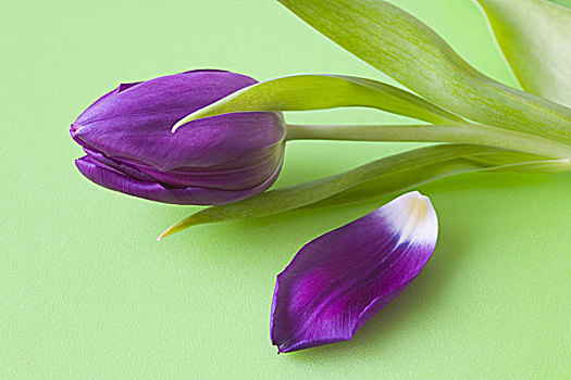 紫色,郁金香