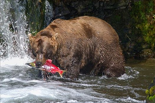 棕熊,抓住,红大马哈鱼,布鲁克斯河,国家公园,阿拉斯加,美国
