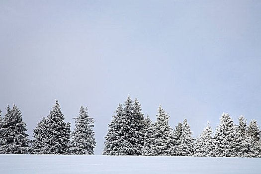 积雪,树,冬日树林,黑森林,巴登符腾堡,德国,欧洲