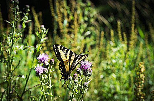 燕尾蝶,蓟属植物,花,俄勒冈,美国