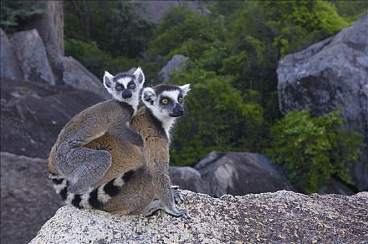 节尾狐猴,狐猴,脆弱,靠近,南,中心,马达加斯加