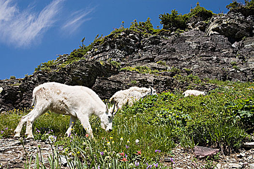 石山羊,雪羊,女性,冬天,外套,放牧,冰川国家公园,蒙大拿