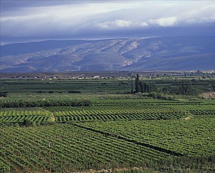 葡萄种植,靠近,非洲