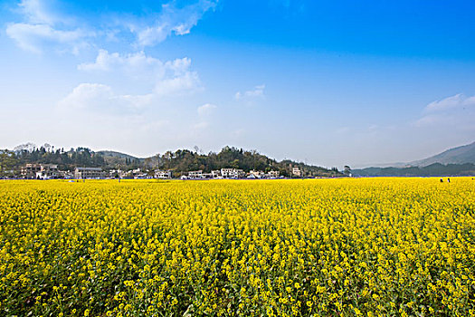 油菜花