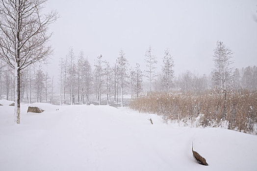 雪景