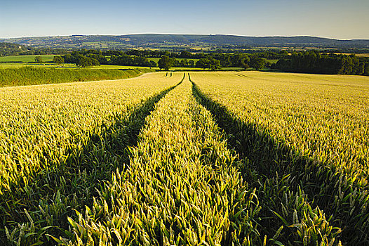 英格兰,北方,萨默塞特,风景,小路,麦田,靠近,乡村,小麦,稻米,甜玉米,全球,制作